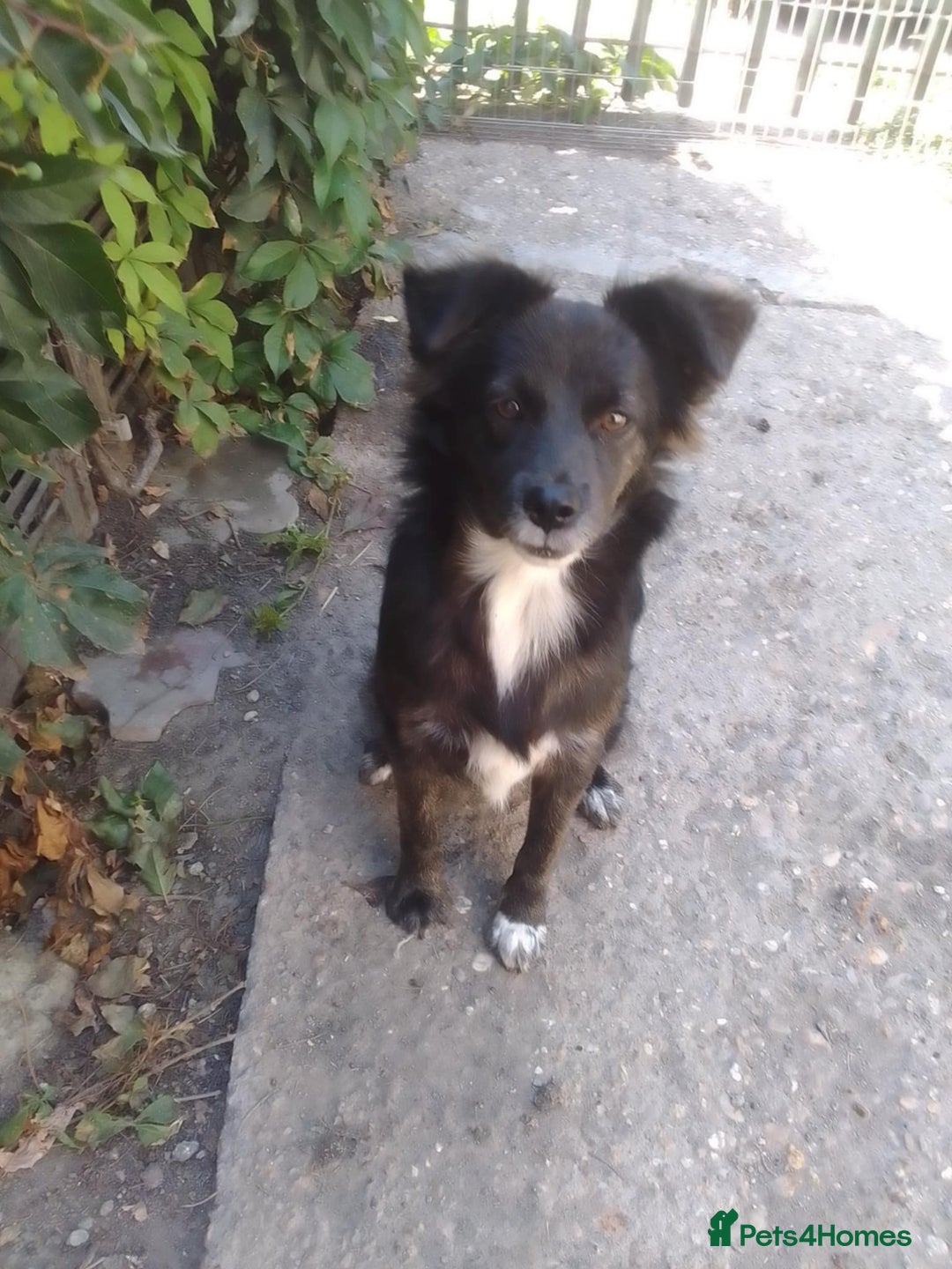 Mixed Breed dogs for adoption: Cute Briggie looking for LOVE - Image 13