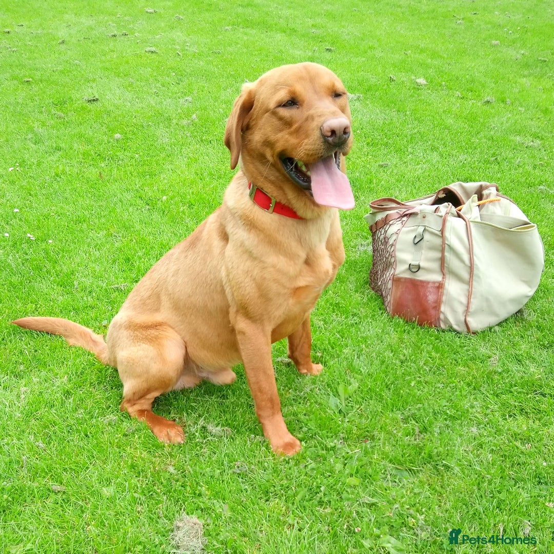 Labrador Retriever dogs for stud: Labrador retriever at Stud  in Blaydon-on-Tyne - Image 10