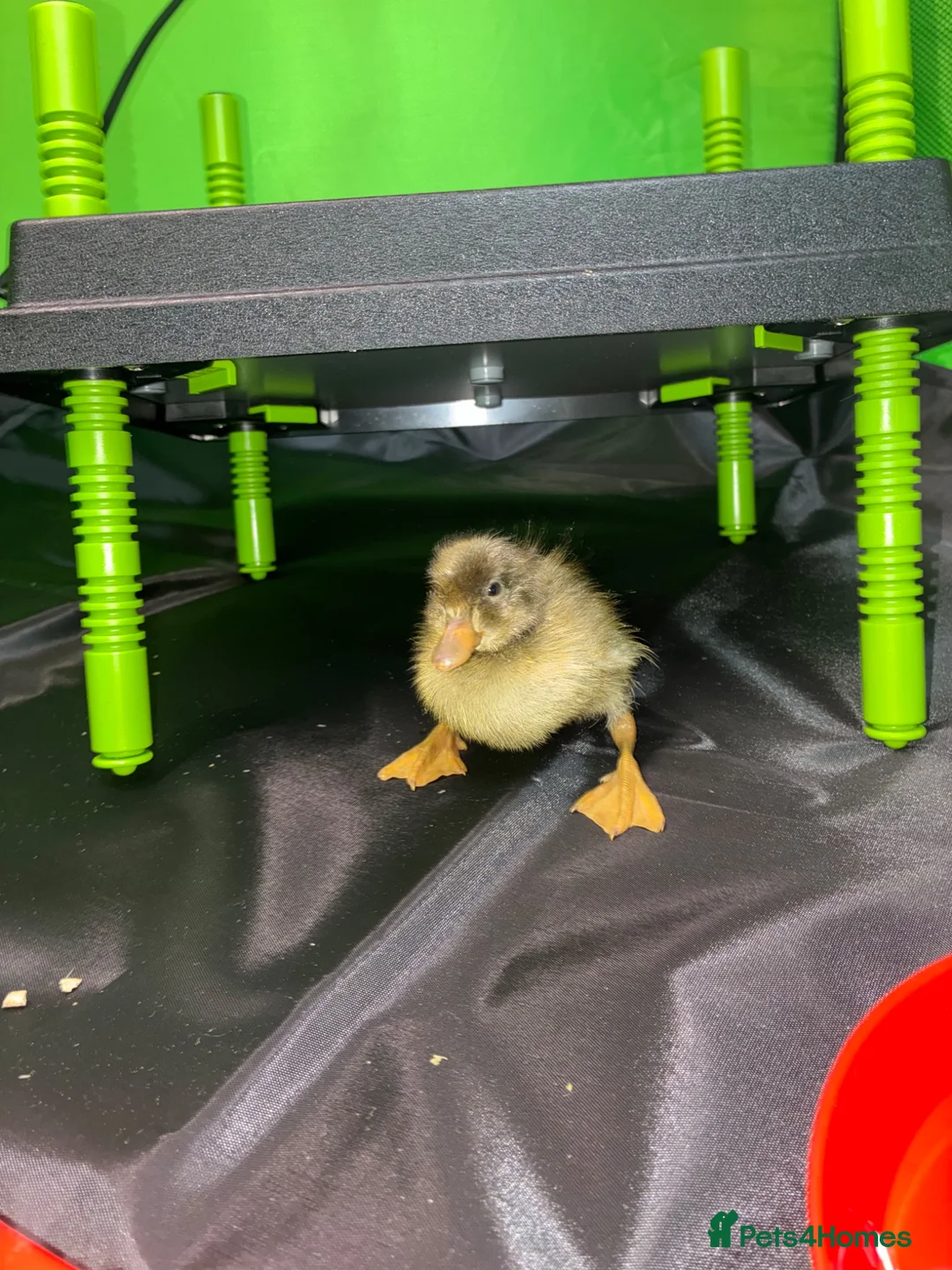 Ducks poultry for sale: Day old Indian runner duck pair  in Stocksfield - Advert 3