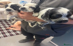 Cocker Spaniel dogs for sale: Adorable Show type cocker spaniel puppy’s  - Image 3