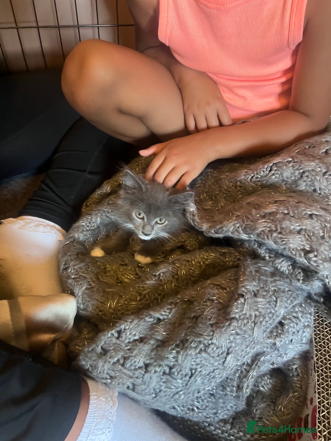 Maine Coon cats for sale: Beautiful Mainecoon kittens - Image 12