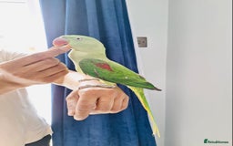 Parrots birds for sale: Beautiful hand reared alexandrine parrot for sale. - Image 2