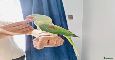Parrots birds - Advert 11
