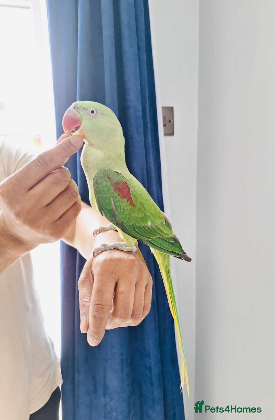 Parrots birds for sale: Beautiful hand reared alexandrine parrot for sale. - Image 2