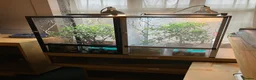 Chameleon reptiles for sale: Yemen Chameleon + Vivarium Setup Kit - Advert 1