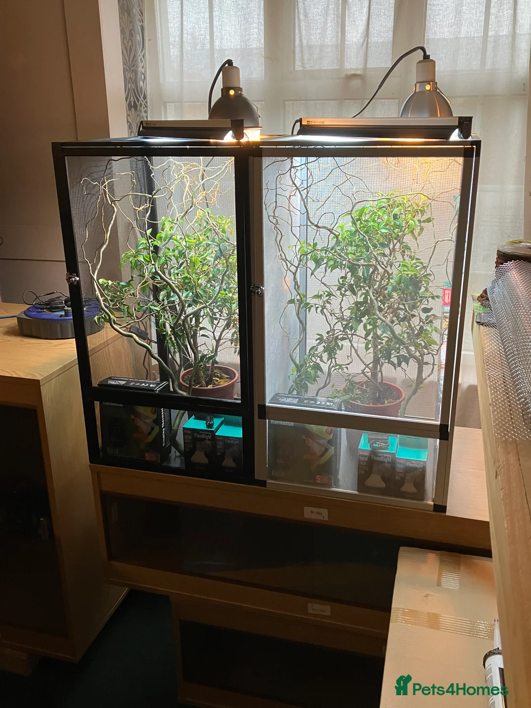 Chameleon reptiles for sale: Yemen Chameleon + Vivarium Setup Kit - Advert 1