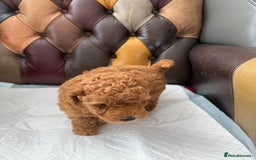 Toy Poodle dogs for sale: Four Beautiful Little Boys “Real Charmer’s “ - Image 17