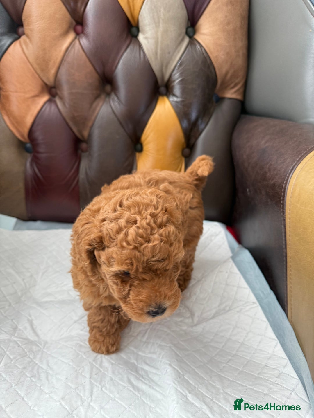 Toy Poodle dogs for sale: Four Beautiful Little Boys “Real Charmer’s “ - Image 17