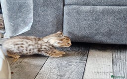 Bengal cats for sale: Absolutely Stunning Bengals  - Image 27