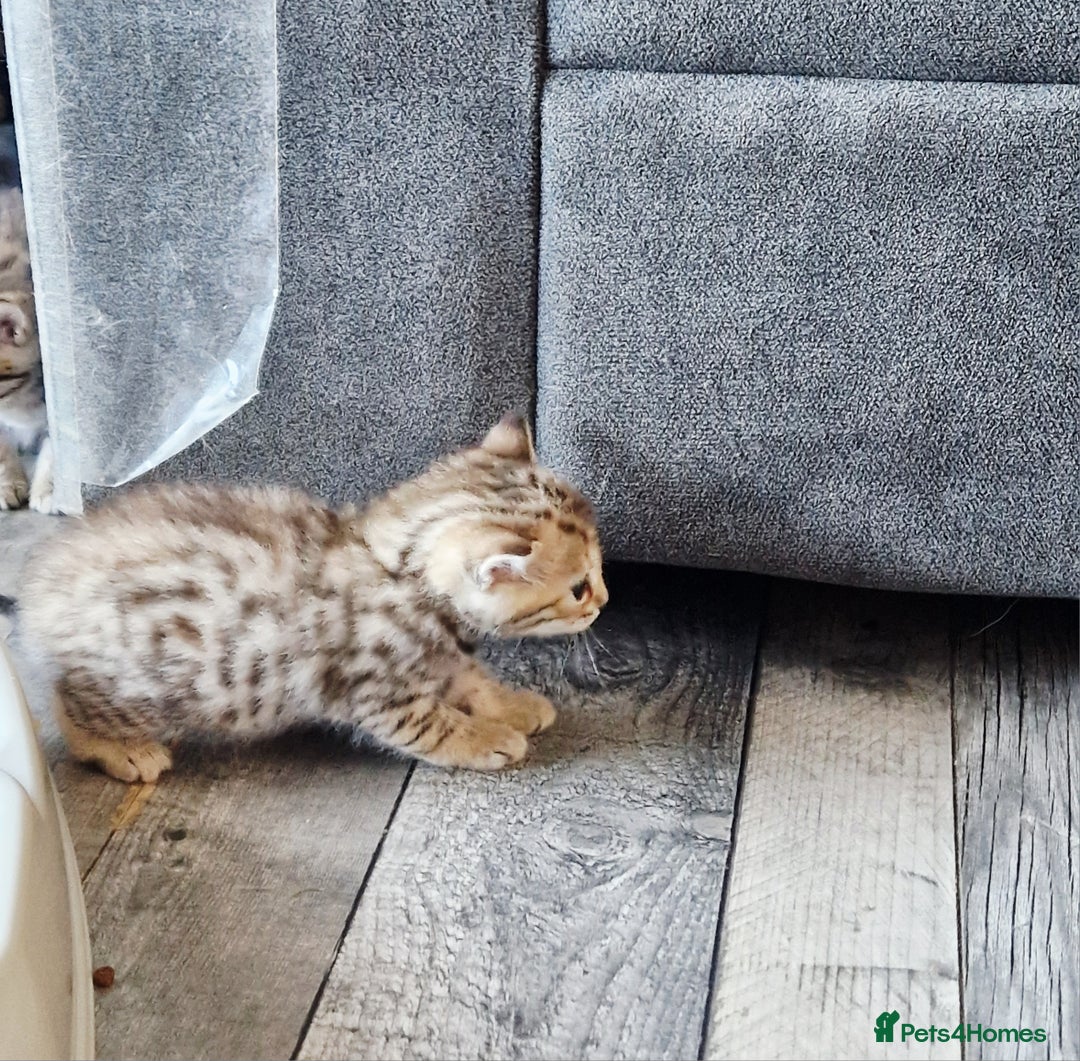 Bengal cats for sale: Absolutely Stunning Bengals  - Image 27