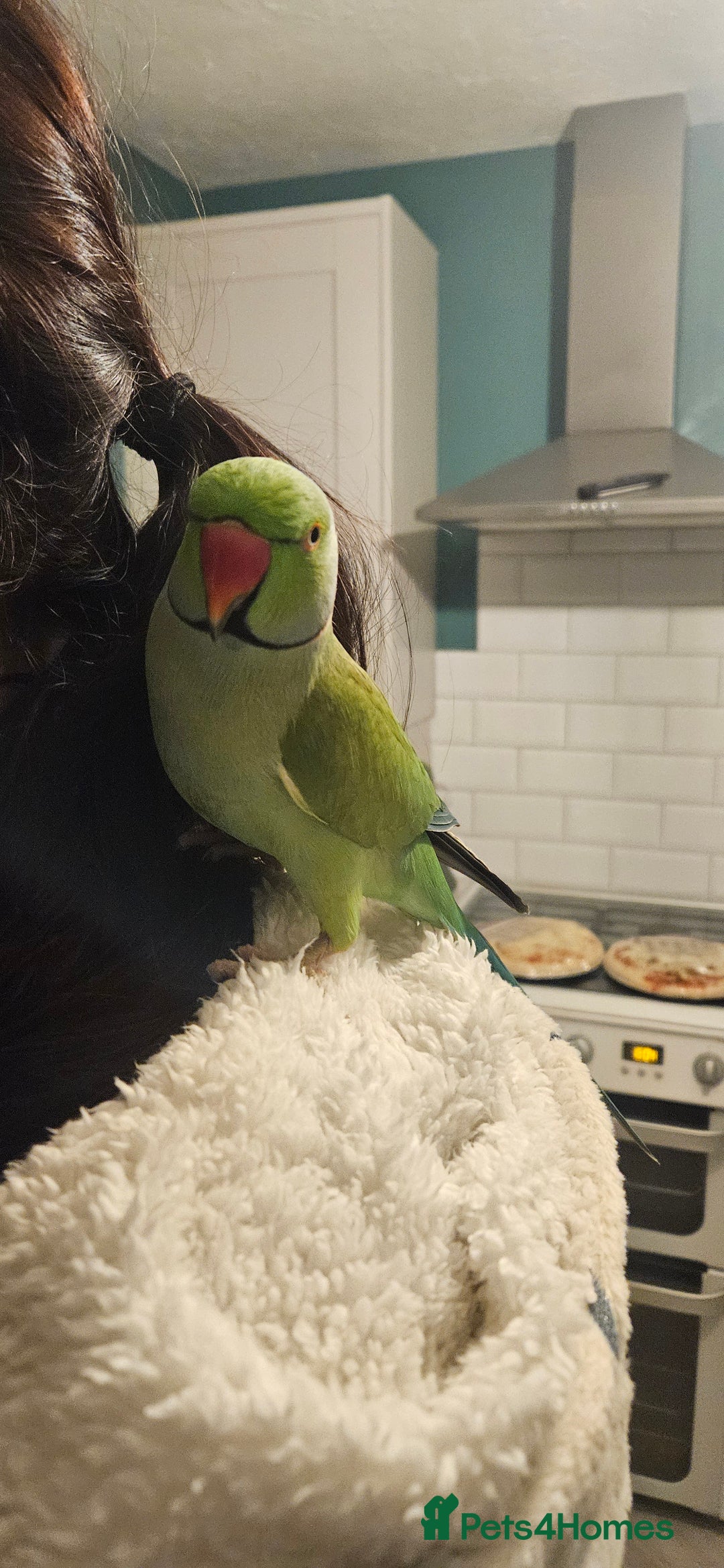 Parrots birds for sale: Male Indian Ringneck - Advert 3