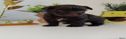 Yorkshire Terrier dogs for sale: Unique Chocolate and black Praline Yorkshire  - Advert 3