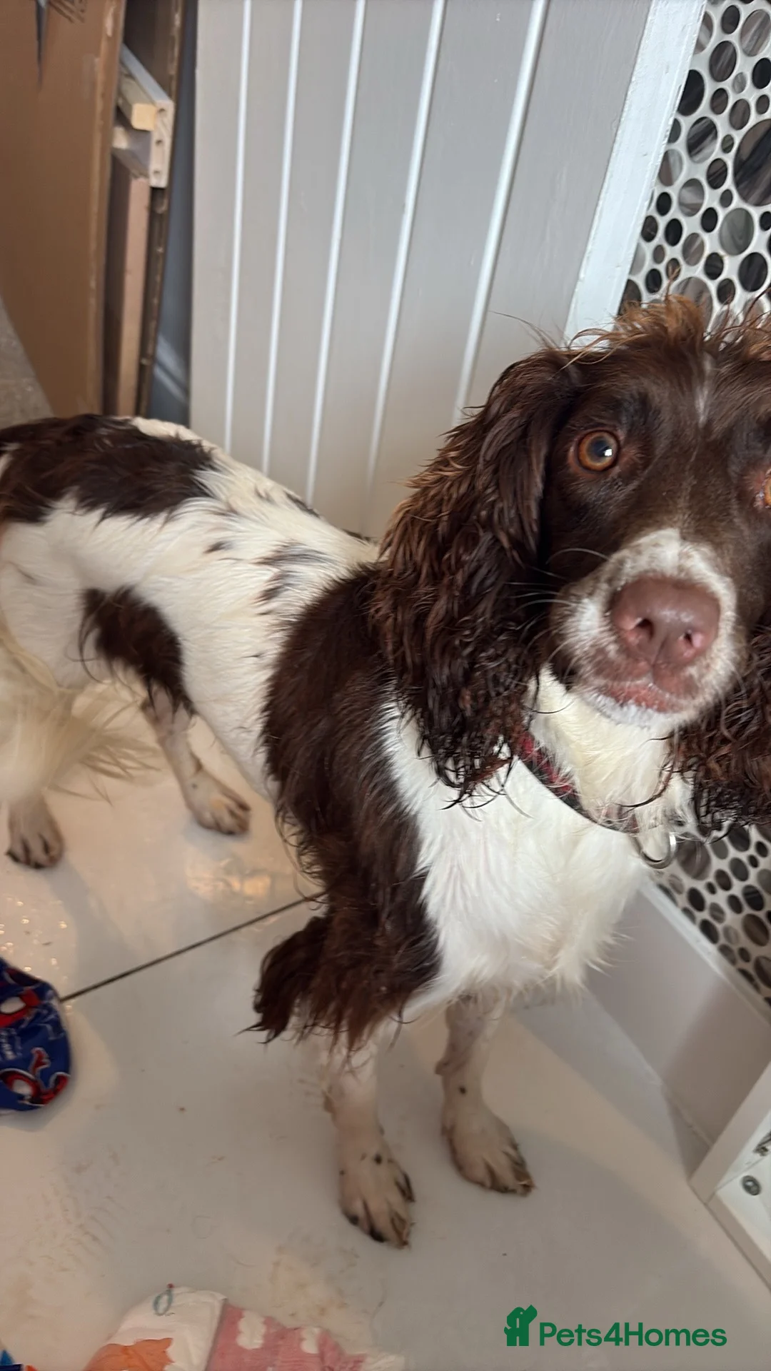 English Springer Spaniel dogs for sale: 22month old springer - Advert 1