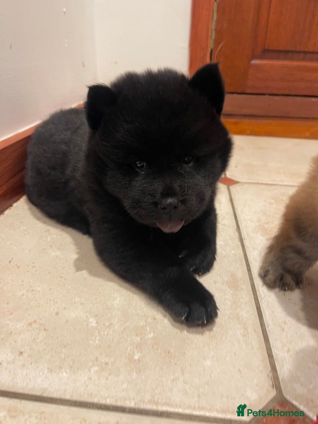 Mixed Breed dogs for sale: chowski / chow chow x Siberian husky - Advert 29