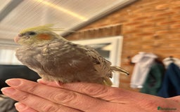 Cockatiels birds for sale: Young hand reared tame baby cocktails  - Image 8
