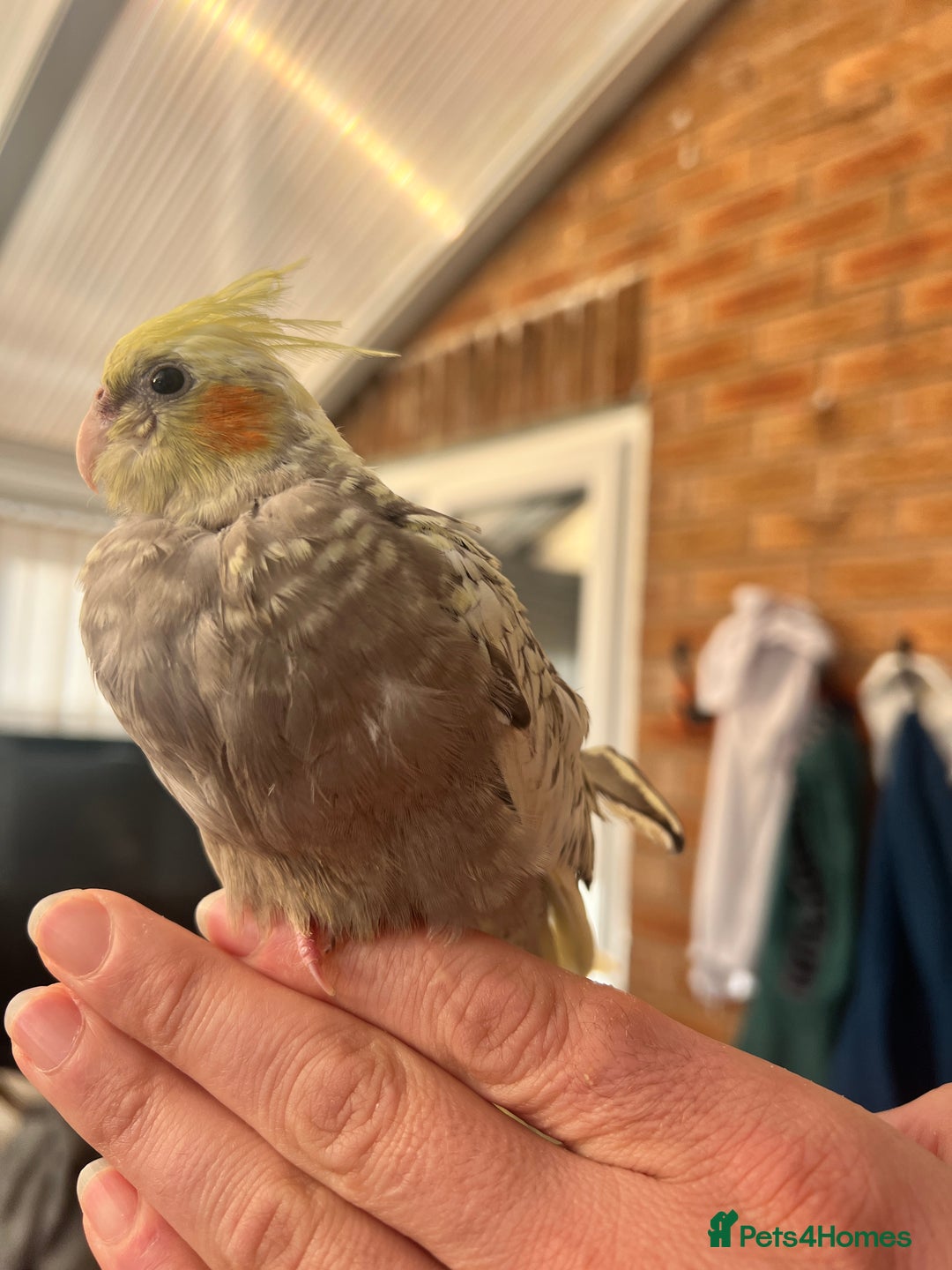 Cockatiels birds for sale: Young hand reared tame baby cocktails  - Image 8