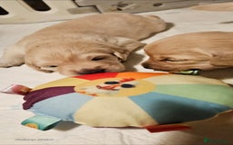 Golden Retriever dogs for sale: Beautiful chunky cream/golden retrievers  - Image 7