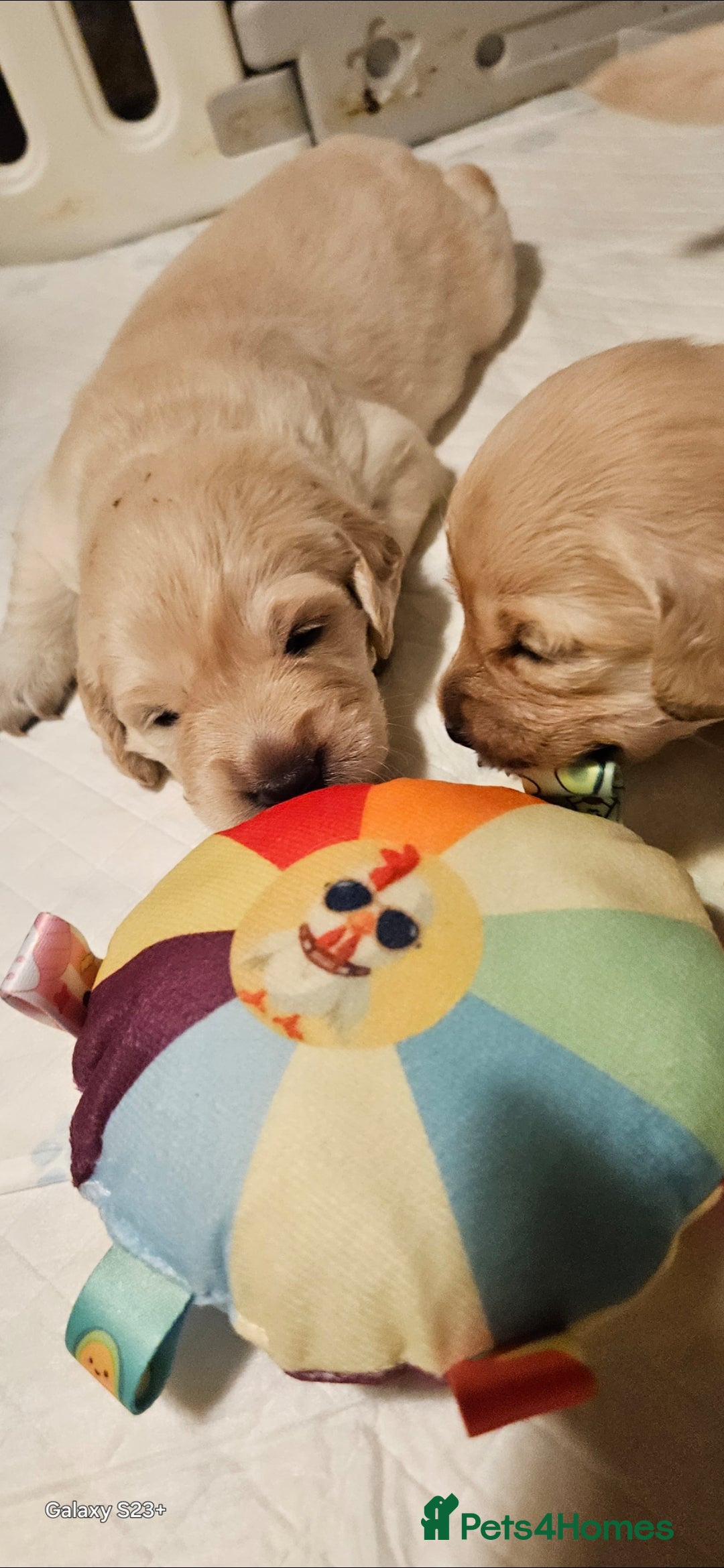 Golden Retriever dogs for sale: Beautiful chunky cream/golden retrievers  - Image 7