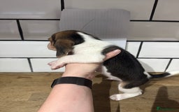 Beagle dogs for sale: Beautiful beagle puppies  - Advert 27