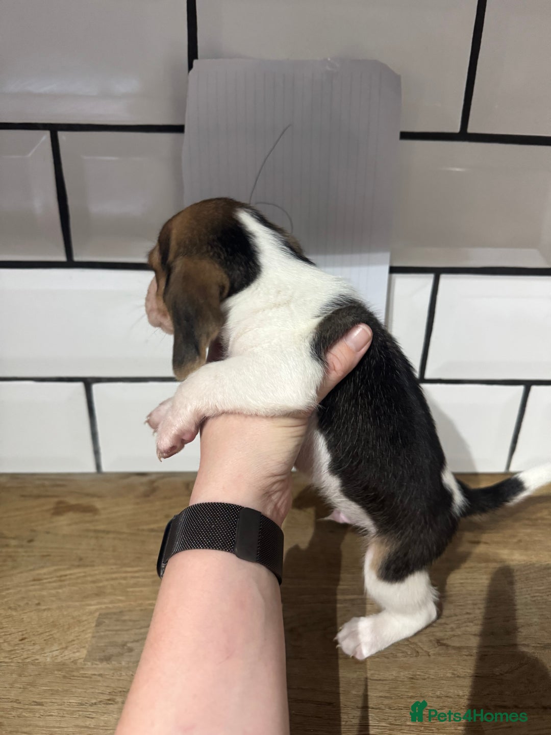 Beagle dogs for sale: Beautiful beagle puppies  - Advert 27