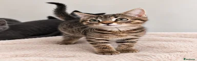 Tabby Male