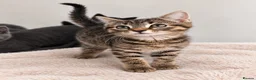 British Shorthair cats for sale: Beautiful Kittens - Advert 7
