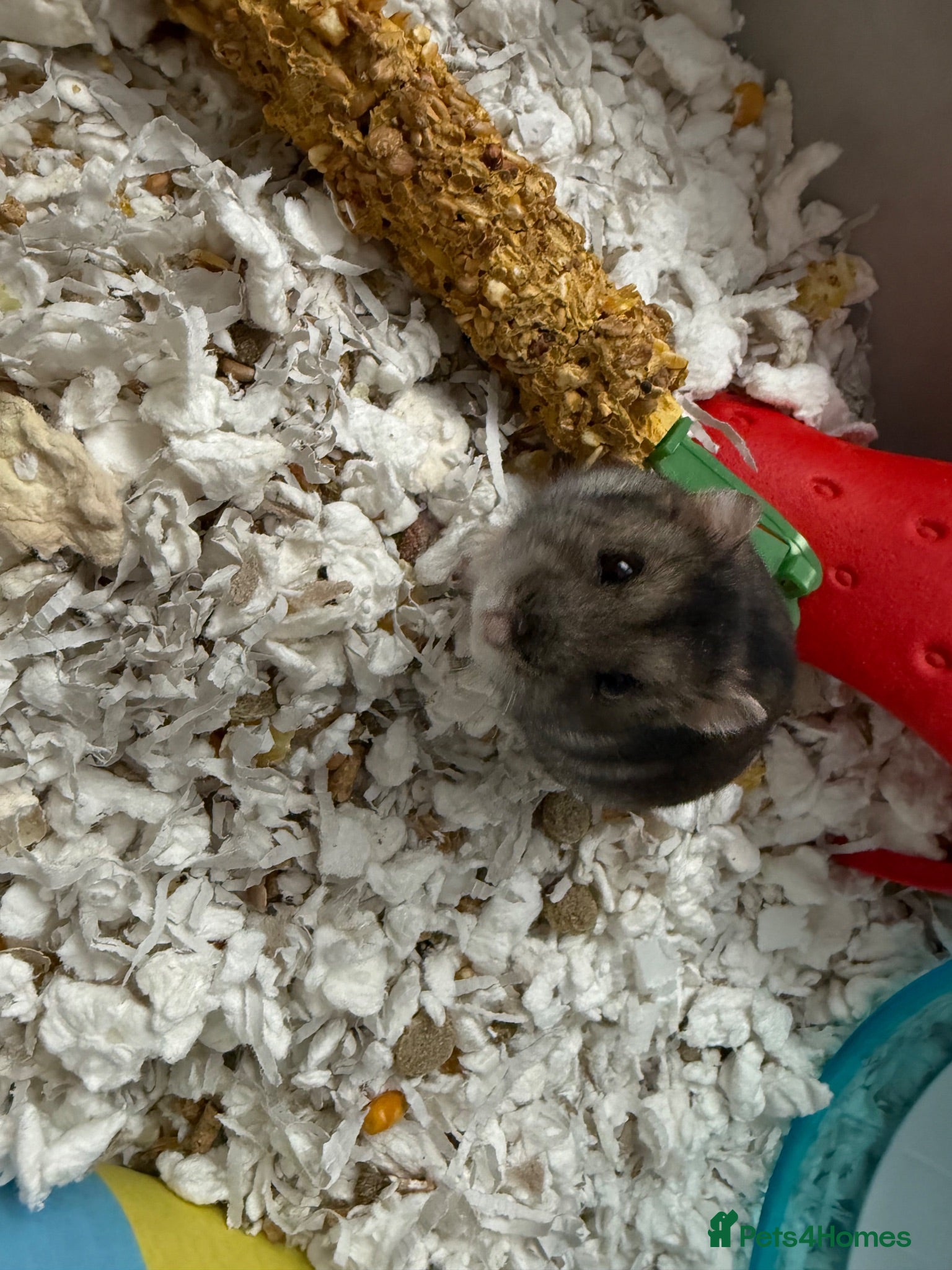 Hamster rodents female hamster  - Advert 9