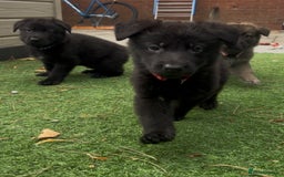 German Shepherd dogs for sale: German Shepherd Puppies, Ready to leave next week - Image 27