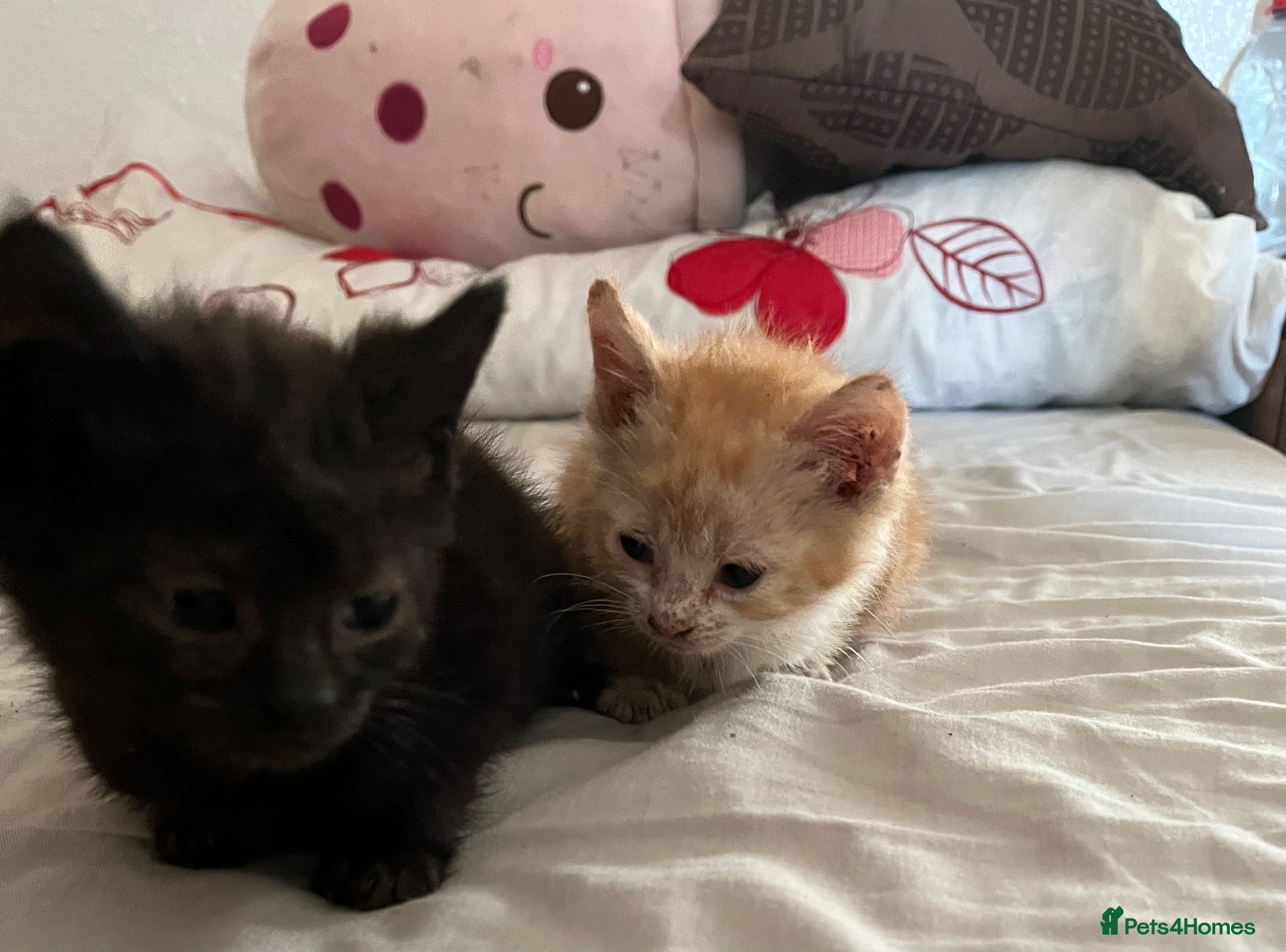 Mixed Breed cats Last 2 kittens left - Advert 8