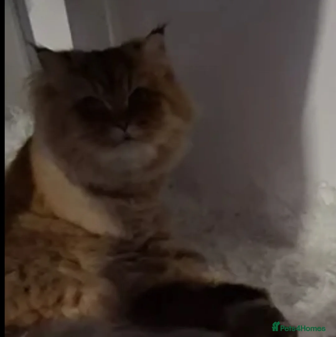 Persian cats for sale: One sweet Persian boy for sale/needing new home. - Advert 8