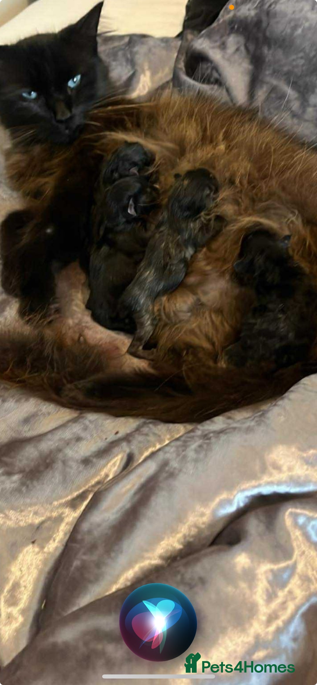 Mixed Breed cats for sale: 4 kitten for sale  - Image 2