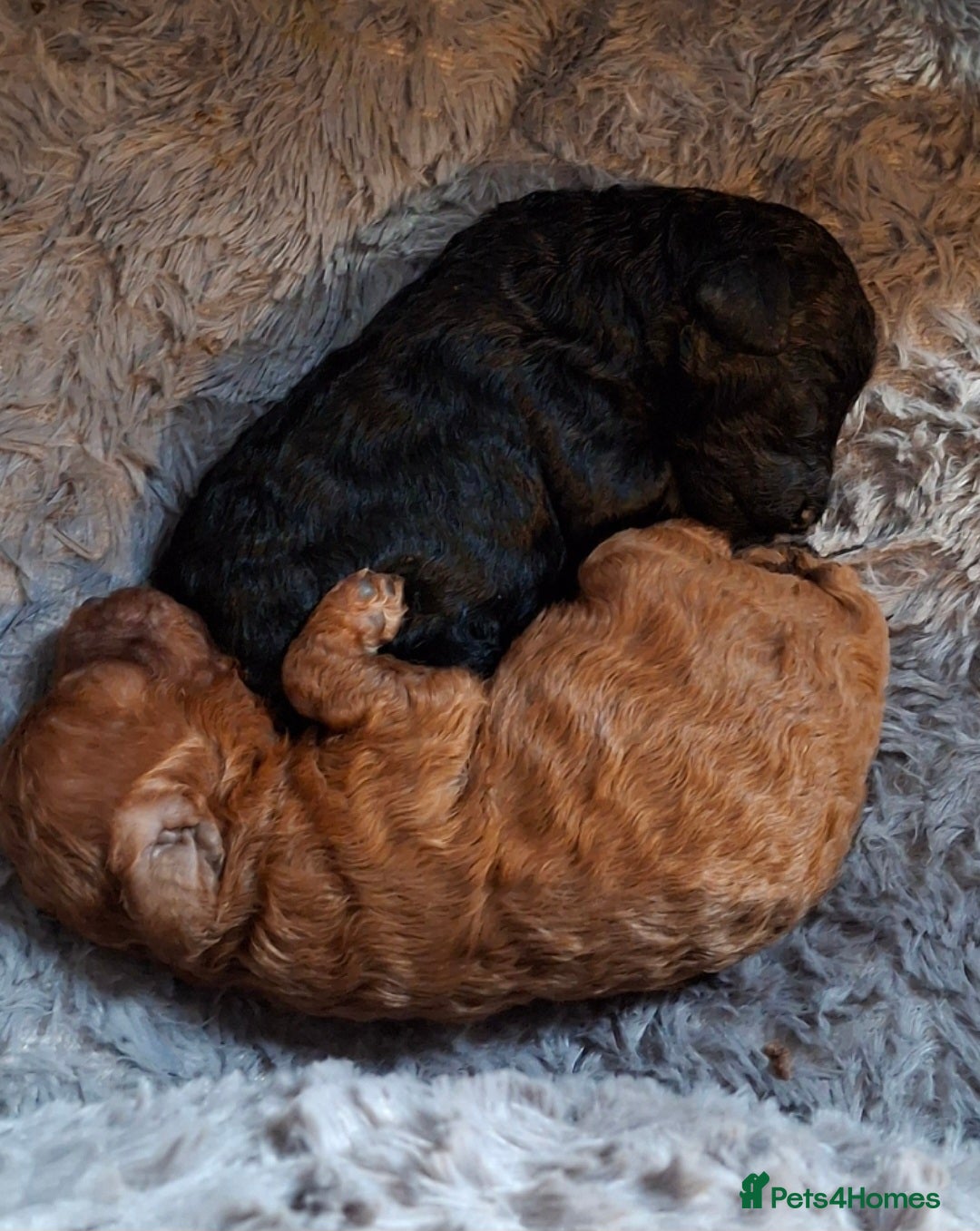 Toy Poodle dogs for sale: Toy poodles - Advert 3