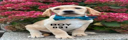 Labrador Retriever dogs for sale: Fully vaccinated KC Labradors - Advert 3