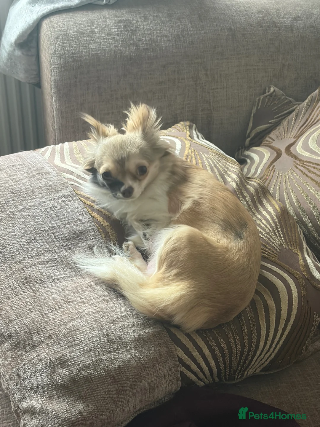 Chihuahua dogs for sale: Beautiful Long haired Merle chihuahua female pups in Nottingham - Advert 36