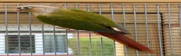 Conures birds for sale: Female conures  in Alford - Advert 2