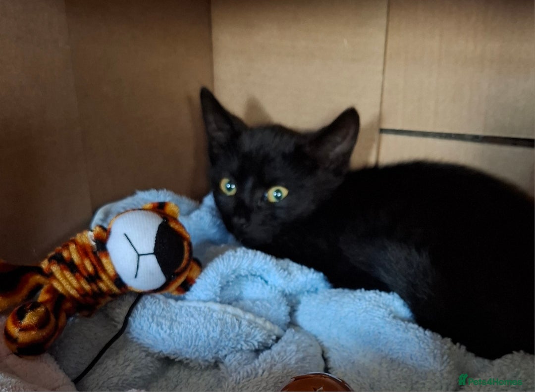 Mixed Breed cats for sale: Black Feral kitten looking for lots of TLC - Image 1