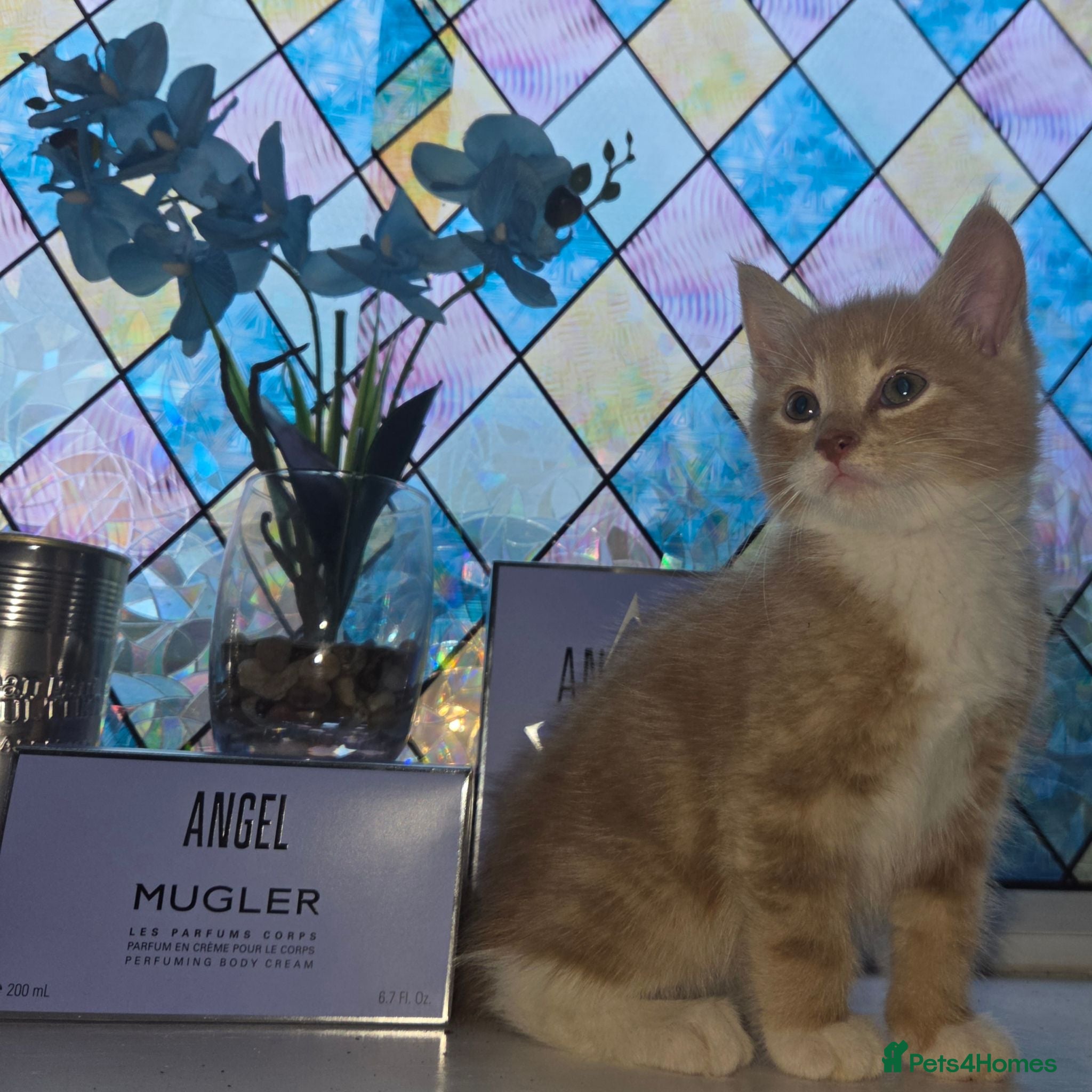 Mixed Breed cats 1 Gorgeous fluffy loving kitten Ready to go home - Advert 6