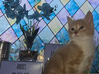 Mixed Breed cats 1 Gorgeous fluffy loving kitten Ready to go home - Advert 3