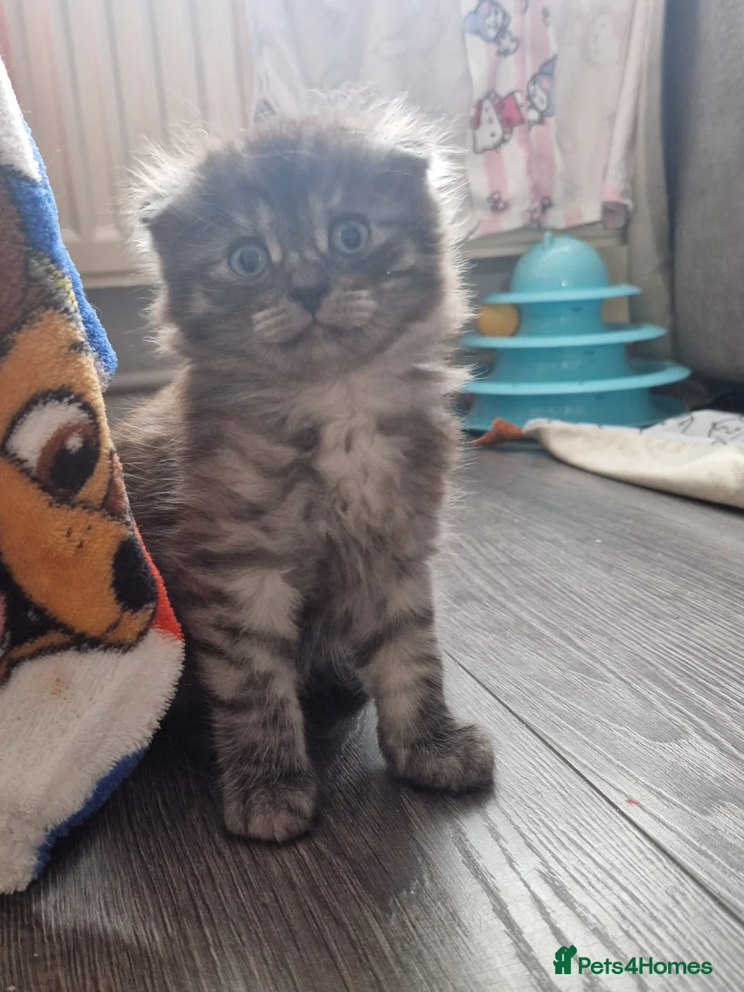 Mixed Breed cats for sale: 3 beautiful kittens in Warrington - Advert 2