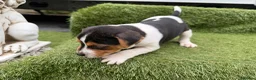 Jack Russell dogs for sale: Stunning Jack Russell‘s in Liskeard - Advert 16