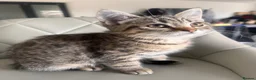 Domestic Shorthair cats for sale: Beautiful 3 Month Old Brown Tabby Kittens - Advert 3