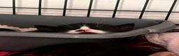 Mixed Breed cats for sale: 5 kittens for sale  in Slough - Advert 18
