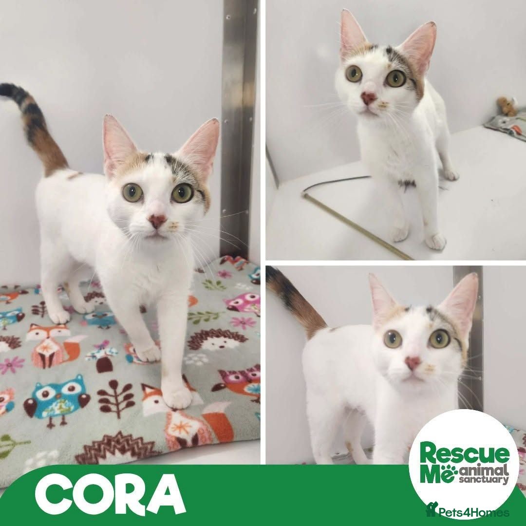 Mixed Breed cats Cora sweet young girl - Advert 1