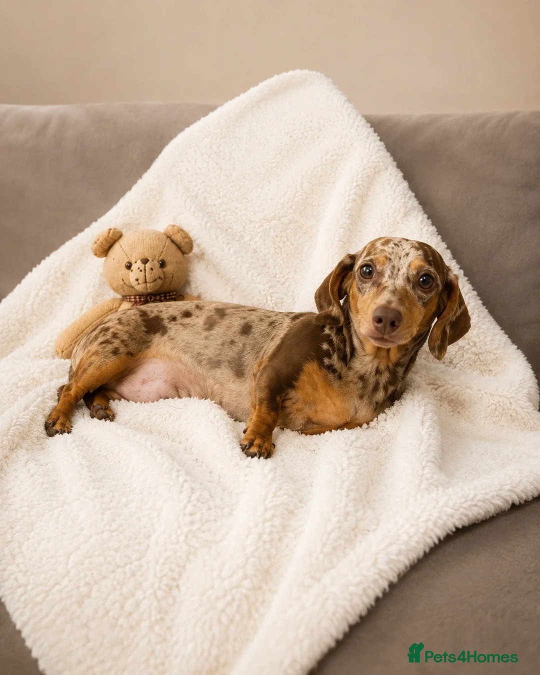 Miniature Dachshund dogs for sale: Miniature dachshund  - Advert 2