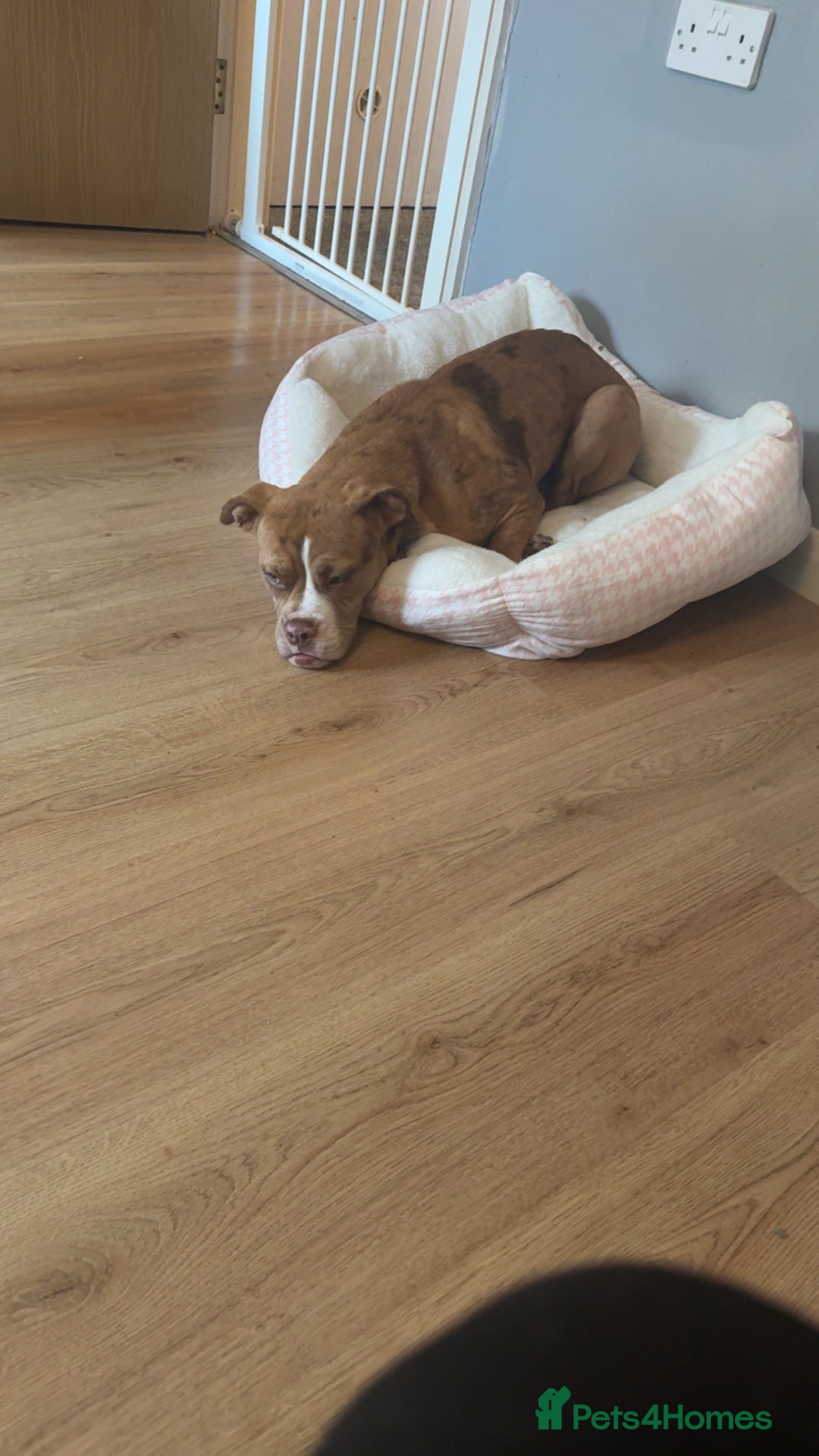 Olde English Bulldogge dogs for sale: Effie  - Advert 3