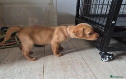 Labrador Retriever dogs for sale: Top quality KC registered labrador pups  - Image 13