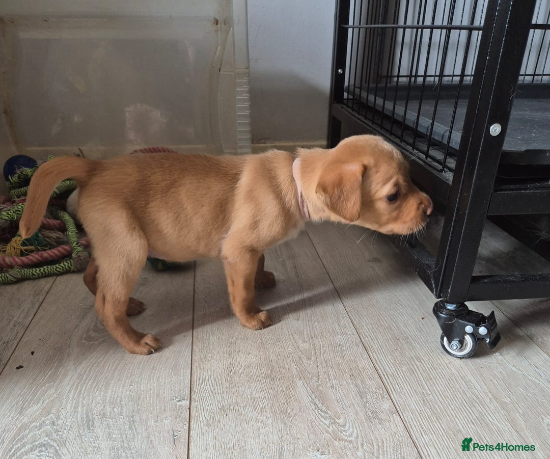 Labrador Retriever dogs for sale: Top quality KC registered labrador pups  - Image 13
