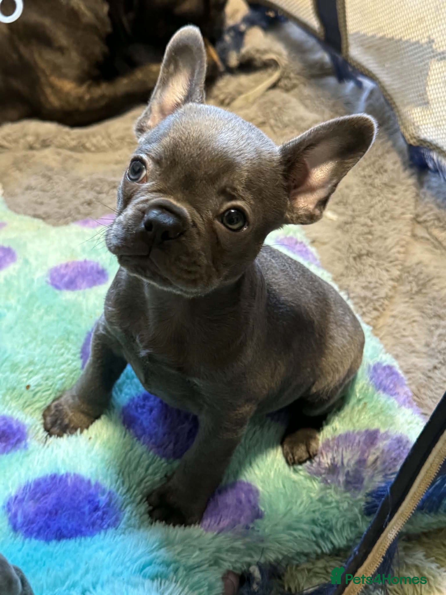 French Bulldog dogs Last male French Bulldog  - Advert 1