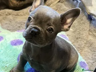 French Bulldog dogs Last Pup looking for forever home - Advert 13