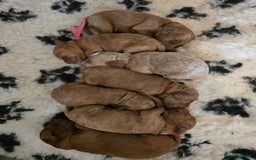 Cockapoo dogs for sale: American cockerpoo licensed Breeder health tested  - Image 19